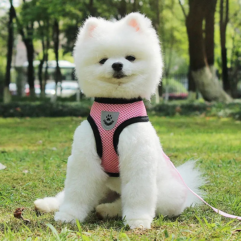 Travel & Safety Essentials Mike's Pet Boutique